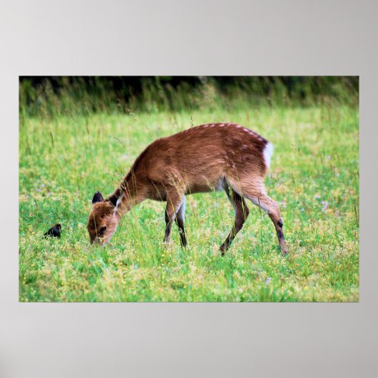 Sika Deer Poster (Voorkant)