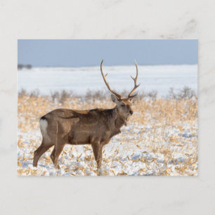 Sika-hert in een besneeuwd veld   Japan Briefkaart