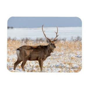 Sika-hert in een besneeuwd veld   Japan Magneet