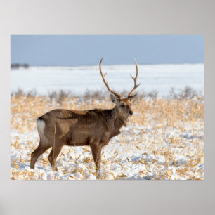 Sika-hert in een besneeuwd veld Japan Poster
