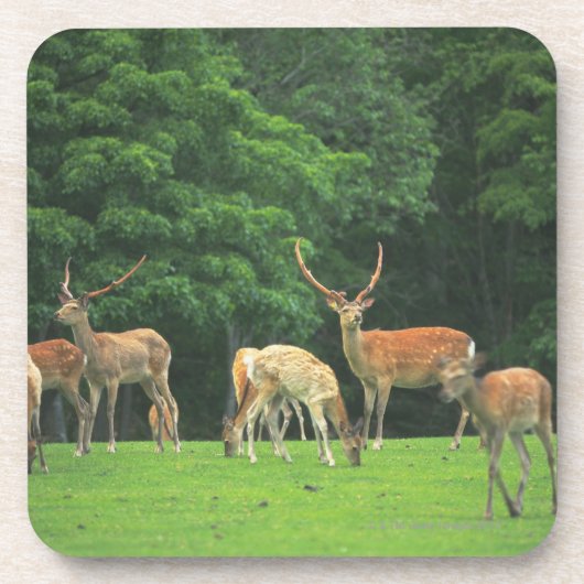 Sika-herten die in de clearing staan bier onderzetter (Voorkant)