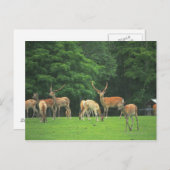 Sika-herten die in de clearing staan briefkaart (Voorkant / Achterkant)