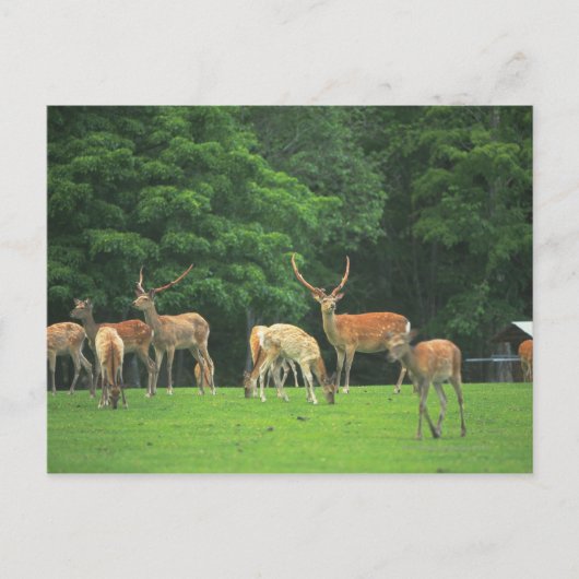 Sika-herten die in de clearing staan briefkaart (Voorkant)