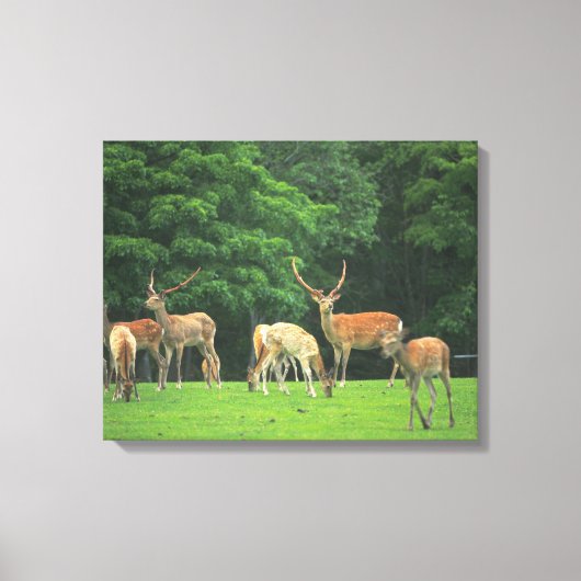 Sika-herten die in de clearing staan canvas afdruk (Voorkant)