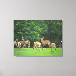 Sika-herten die in de clearing staan canvas afdruk