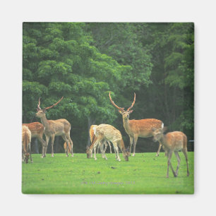 Sika-herten die in de clearing staan magneet