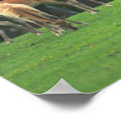 Sika-herten die in de clearing staan poster (Hoek)