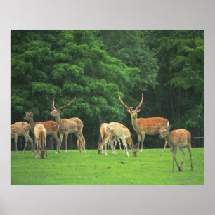 Sika-herten die in de clearing staan poster