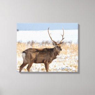 Sika Stag in een sneeuwveld   Japan Canvas Afdruk