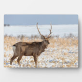 Sika Stag in een sneeuwveld | Japan Fotoplaat (voorkant)