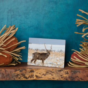 Sika Stag in een sneeuwveld   Japan Fotoplaat