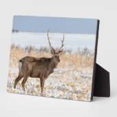 Sika Stag in een sneeuwveld | Japan Fotoplaat (Zijkant)