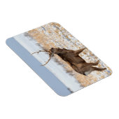 Sika Stag in een sneeuwveld | Japan Magneet (Rechterzijde)