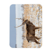 Sika Stag in een sneeuwveld | Japan Magneet (Verticaal)