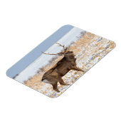 Sika Stag in een sneeuwveld | Japan Magneet (Linkerzijde)
