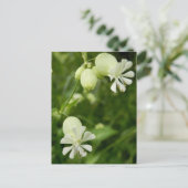 Silene Vulgaris Ansichtkaart Briefkaart (Staand voorkant)