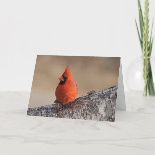 Silent vraagt om blanco wenskaart kardinaal kaart (Voorkant)