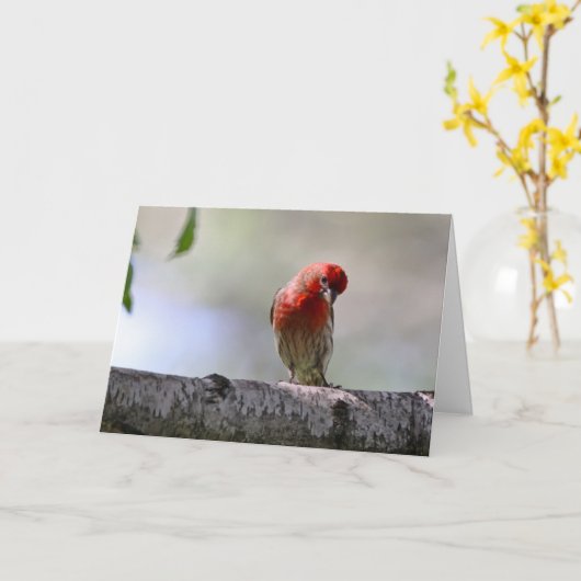 Silent vraagt zich af hoe het wenskaart House finc Kaart (Gele Bloem)