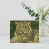 Silent Watcher - Sneeuwluipaard in het licht van h Briefkaart (Staand voorkant)