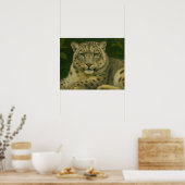 Silent Watcher - Sneeuwluipaard in het licht van h Poster (Keuken)