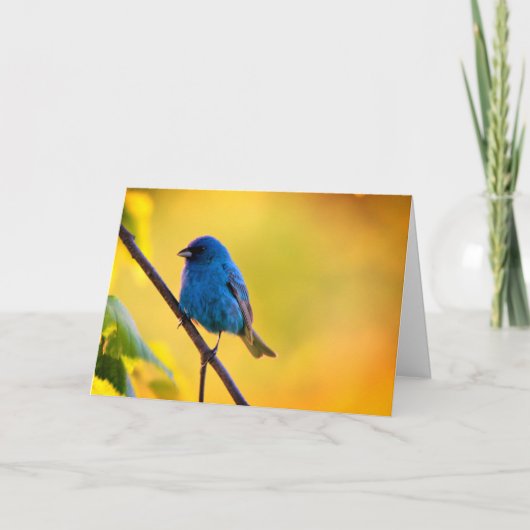 Silent wonders blank greeting card Indigo Bunting Kaart (Voorkant)