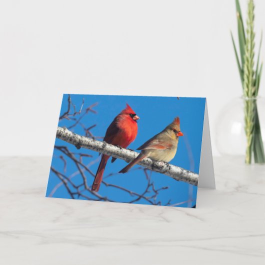 Silent Wonders Blank Wenskaart Cardinals Kaart (Voorkant)