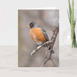 Silent Wonders Blank wenskaart Robin Kaart