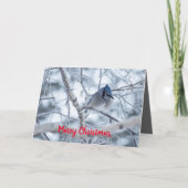 Silent Wonders Christmas Kaart Blue Jay (Voorkant)