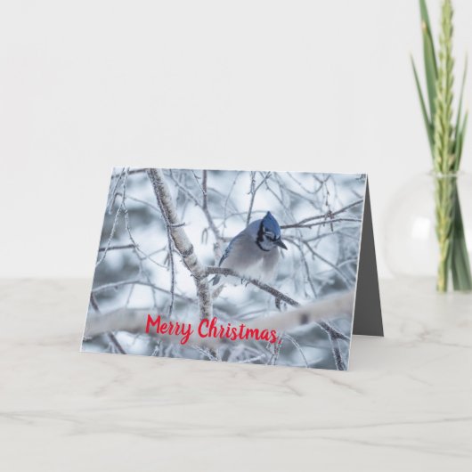Silent Wonders Christmas Kaart Blue Jay (Voorkant)