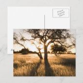 Silhouet van acaciabomen in gras. Mariental Briefkaart (Voorkant / Achterkant)