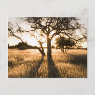 Silhouet van acaciabomen in gras. Mariental Briefkaart