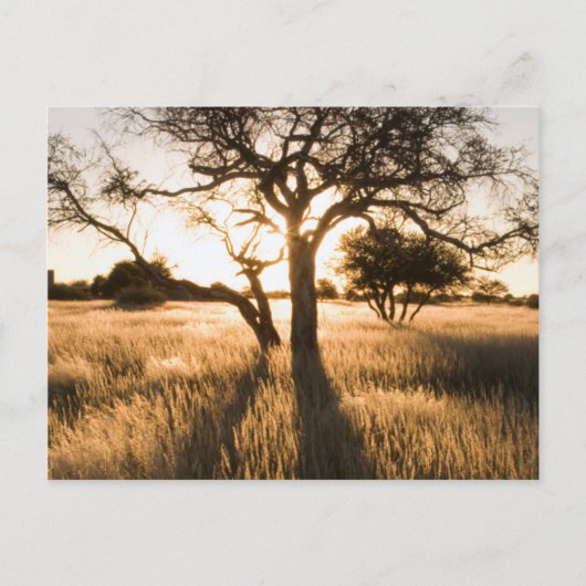 Silhouet van acaciabomen in gras. Mariental Briefkaart (Voorkant)