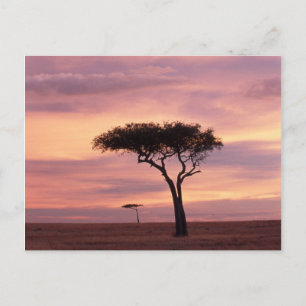 Silhouet van acaciaboom bij zonsopgang briefkaart