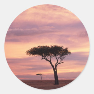 Silhouet van acaciaboom bij zonsopgang ronde sticker