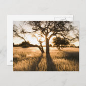 Silhouet van acia-bomen in gras. Mariental Briefkaart (Voorkant / Achterkant)