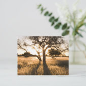 Silhouet van acia-bomen in gras. Mariental Briefkaart (Staand voorkant)