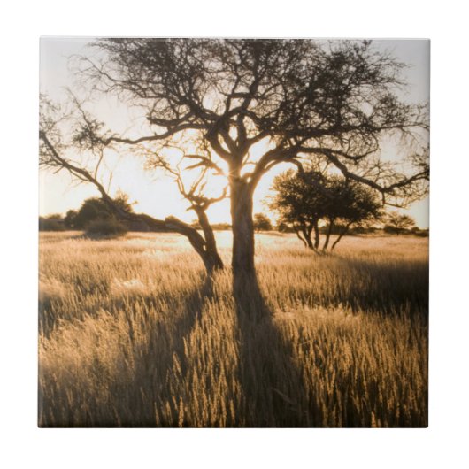 Silhouet van acia-bomen in gras. Mariental Tegeltje (Voorkant)