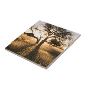 Silhouet van acia-bomen in gras. Mariental Tegeltje (Zijkant)