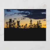 Silhouet van bladeren 's nachts briefkaart (Voorkant)