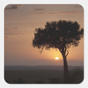 Silhouet van boom op vlakte, Masai Mara 2 Vierkante Sticker