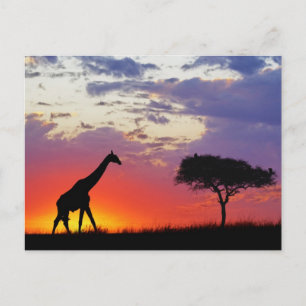 Silhouet van giraffe bij zonsopgang, Giraffa Briefkaart