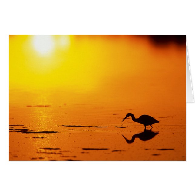 Silhouet van reiger bij zonsondergang, Florida (Voorkant Horizontaal)