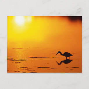 Silhouet van reiger bij zonsondergang, Florida Briefkaart