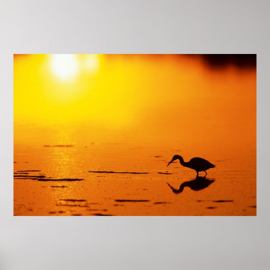 Silhouet van reiger bij zonsondergang, Florida Poster (Voorkant)
