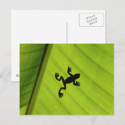 Silhouette kikker door bananenblad briefkaart (Voorkant / Achterkant)