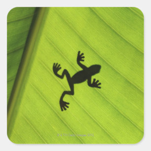 Silhouette kikker door bananenblad vierkante sticker