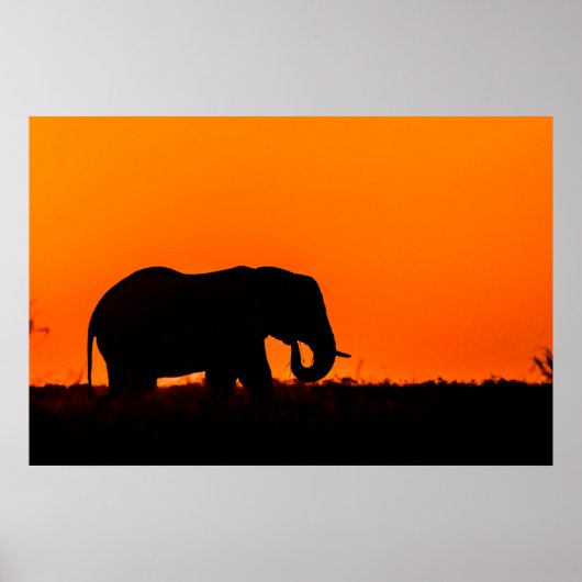 Silhouette of an Elephant at Sunset Poster (Voorkant)