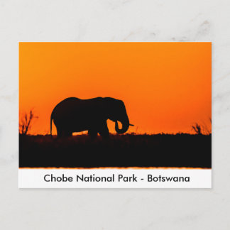 Silhouette of an Elephant Bull at at Sunset Briefkaart