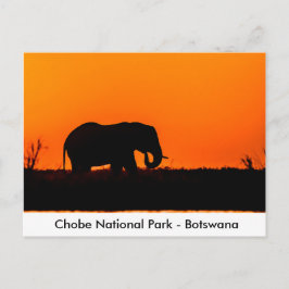 Silhouette of an Elephant Bull at at Sunset Briefkaart