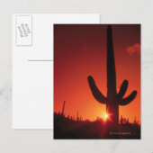 Silhouette of cactus at dusk , Saguaro National Briefkaart (Voorkant / Achterkant)
